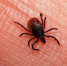 О мониторинге за инфекциями, передающимися клещами в Архангельской област - Вечерний Котлас